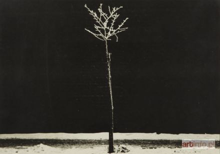 KOSIŃSKI Jerzy | Lonley Tree, 1956-57 r.