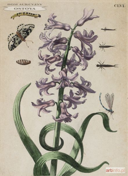 WIELKI ORIENTALNY HIACYNT, 1730