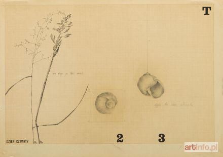 SOLWAY Hanna | Ciągle ten sam ślimak, 1979 r.