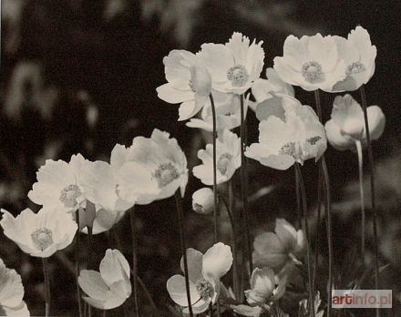 OBRĄPALSKA Fortunata | Zawilec, 1952