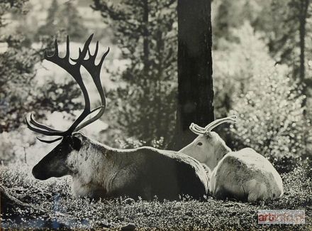 PITKANEN Matti | Two reindeers, powiększenie przed 1969