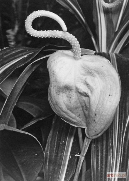 OBRĄPALSKA Fortunata | Anthurium