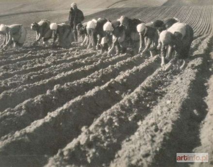 HARTWIG Edward | Sadzenie kartofli (znana także jako Sadzenie buraków), neg. l. 30. XX w. ?/ odbitka: 1948 r.?