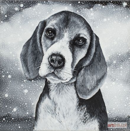 PIÓRKO Marta Julia | Beagle, 2017