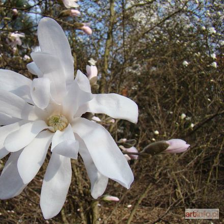 HAJNOSZ Magdalena | 2 - Magnolia