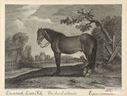 RIDINGER Johann Elias | RASY i ODMIANY KONI, ok. 1760 - KOŃ ZWYKŁY (Equus communis)