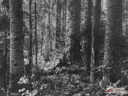 BUCZKOWSKI Janusz | Old Forest