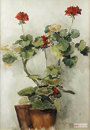 KĘDZIERSKI Apoloniusz | Pelargonie