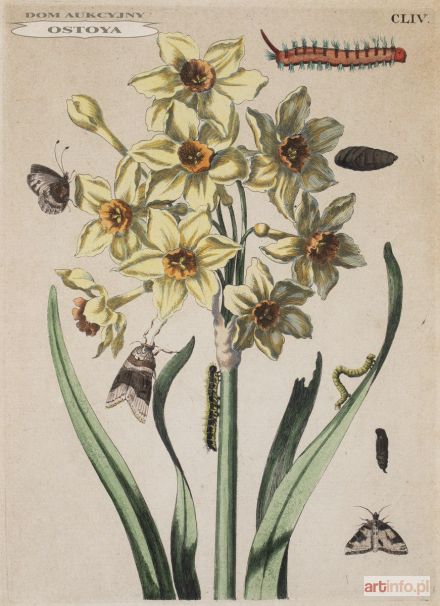 NARCYZ, 1730