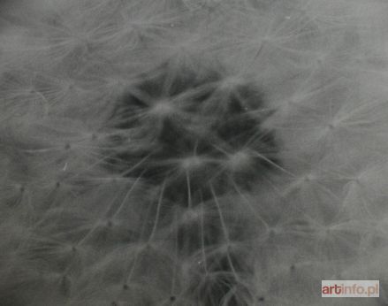 DŁUBAK Zbigniew | bez tytułu