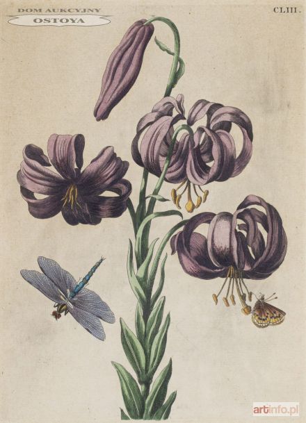 LILIA, 1730